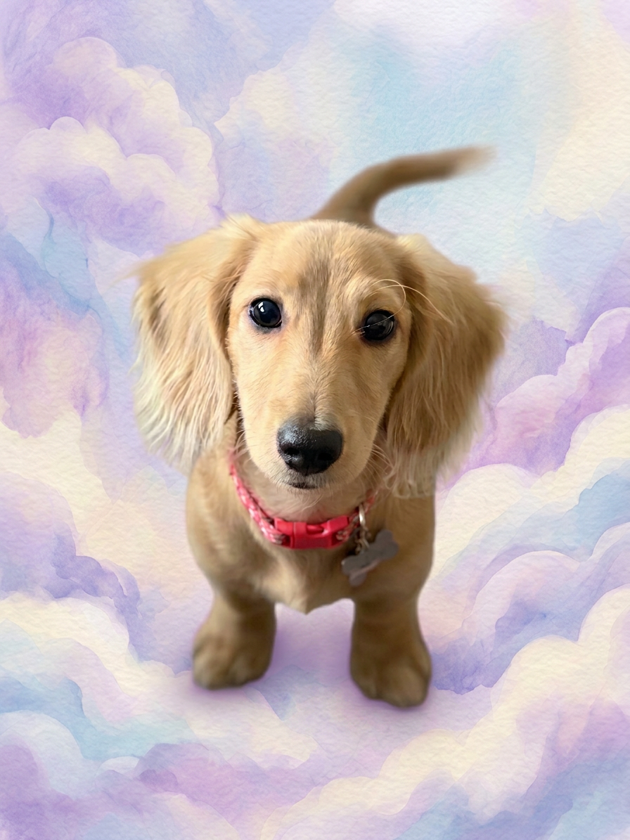 Zero — our office mascot, the Tooth Fairy Trainee